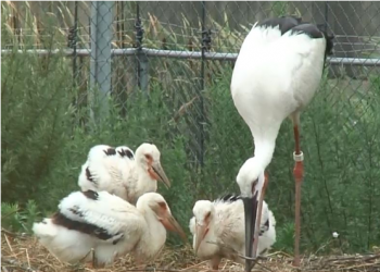 the oriental white stork1.png